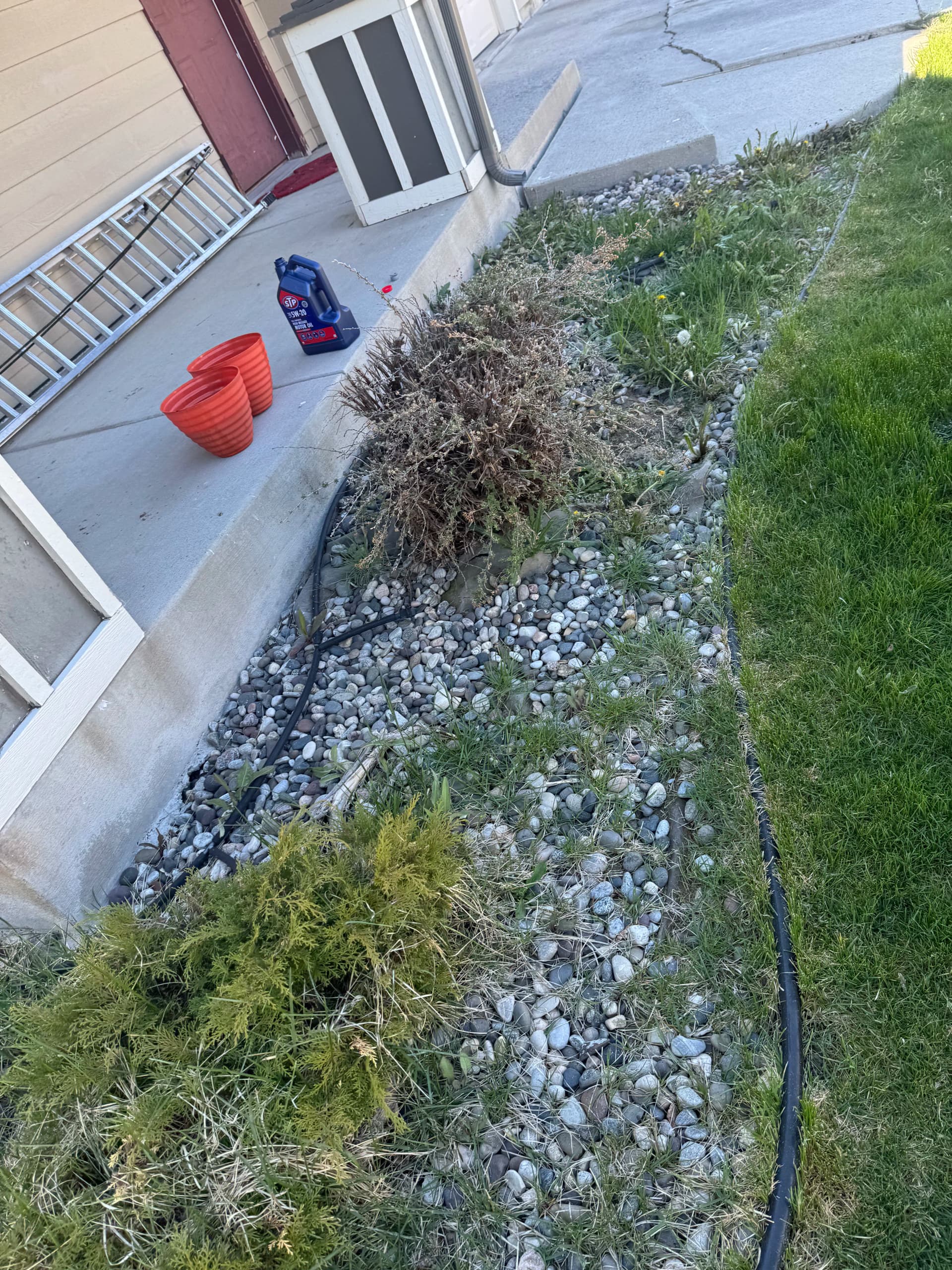 Gallery photos for Overgrown Beds Cleaned Up and Back Under Control: Image #2