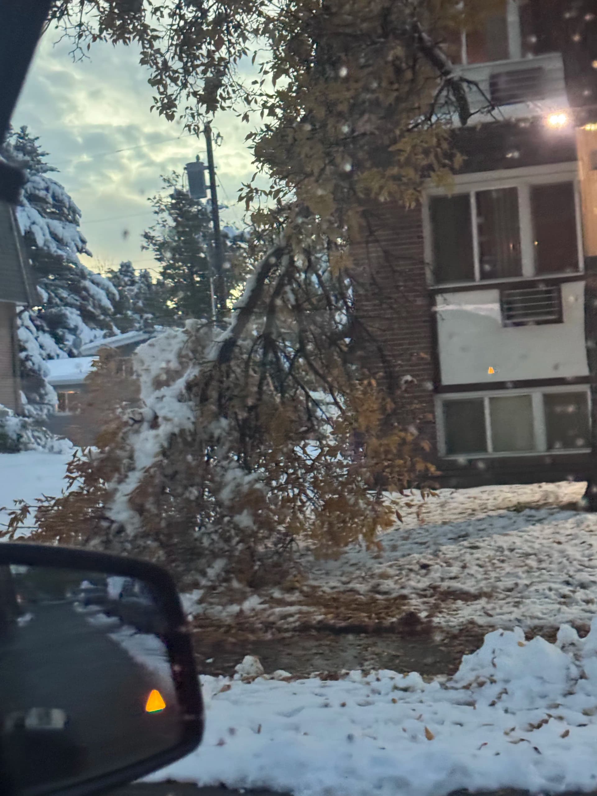 Gallery photos for Storm Damage Cleanup - Downed Trees and Debris Removal: Image #2