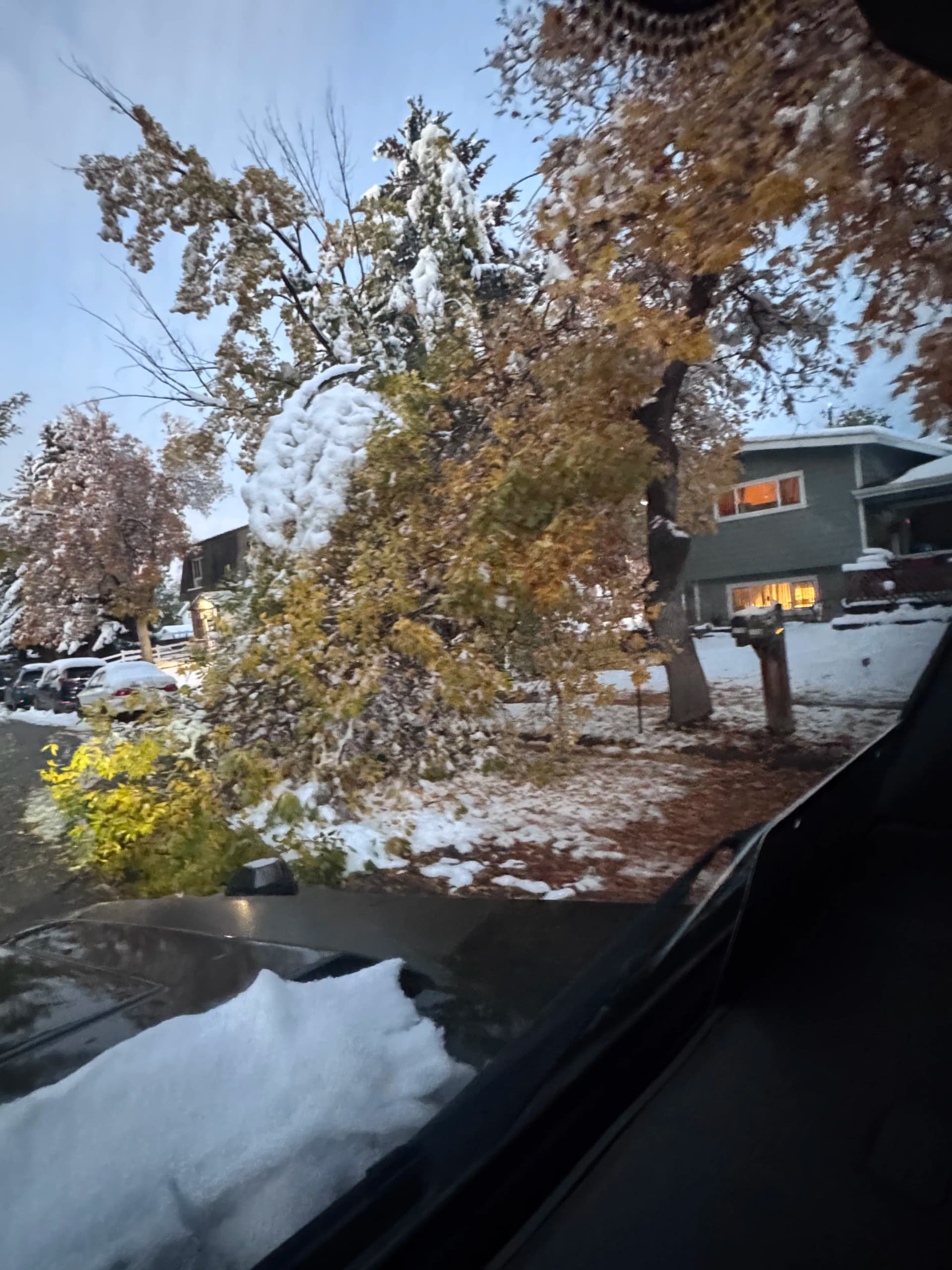 Gallery photos for Storm Damage Cleanup - Downed Trees and Debris Removal: Image #1